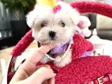Korea Maltese Babyler