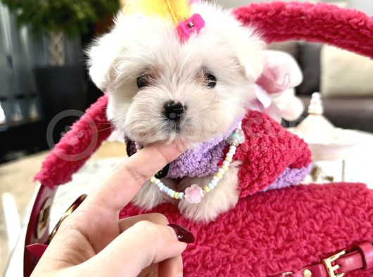 Korea Maltese Babyler