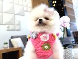 Best Of Teddy Bear