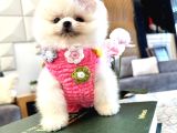 Best Of Teddy Bear