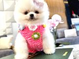 Best Of Teddy Bear