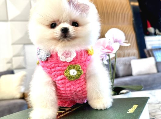 Best Of Teddy Bear