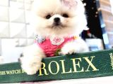 Best Of Teddy Bear