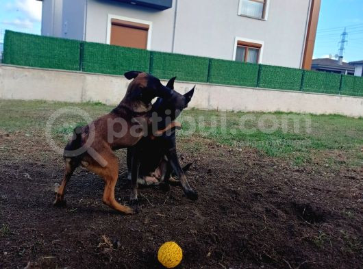 Fci Kif Secereli Malinois Yavrularim görsel