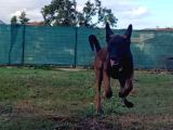 FCI KIF SECERELI MALINOIS YAVRULARIM