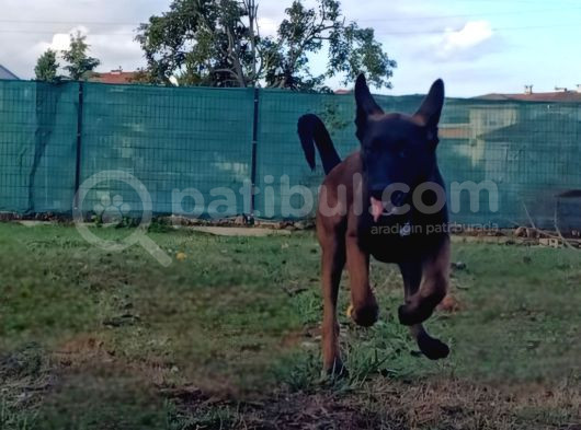 Fci Kif Secereli Malinois Yavrularim