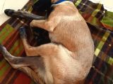 Ust Duzey Saf Kan Malinois Yavrularim