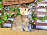 Bri̇ti̇sh Shorthair Erkek
