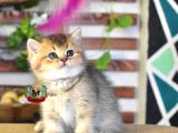 BRİTİSH SHORTHAIR ERKEK