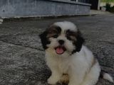Efsane Her Eve Lazım Shih Tzu Erkek Ve Dişi