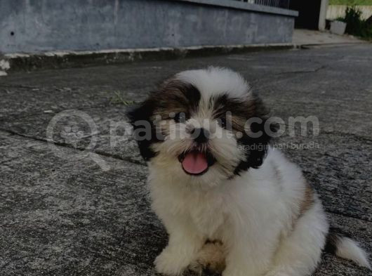 Efsane Her Eve Lazım Shih Tzu Erkek Ve Dişi görsel
