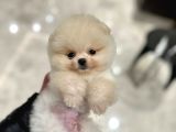 Exacly Teddy bear Yummy