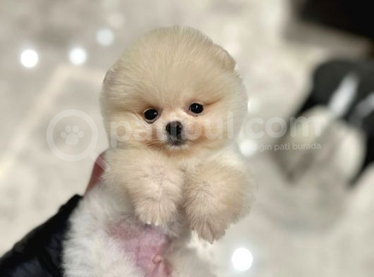 Exacly Teddy Bear Yummy