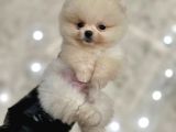 Exacly Teddy Bear Yummy