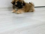 Pekinez Bebekler Beyaz Ve Kahverengi