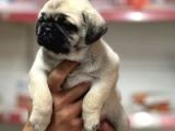 Pug Bebeklerimiz