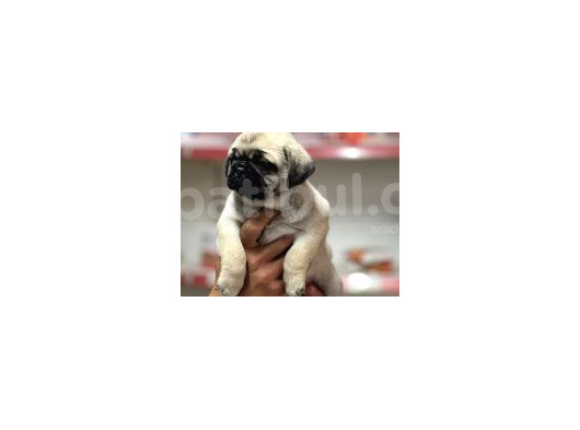 Pug Bebeklerimiz görsel