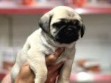 Pug Bebeklerimiz