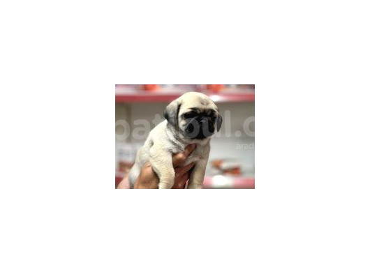 Pug Bebeklerimiz görsel