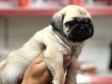 Pug Bebeklerimiz