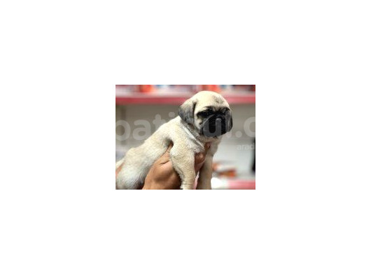 Pug Bebeklerimiz görsel