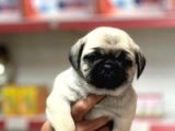 Pug Bebeklerimiz
