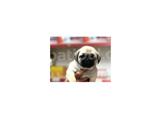 Pug Bebeklerimiz görsel