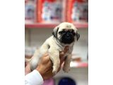 pug bebeklerimiz