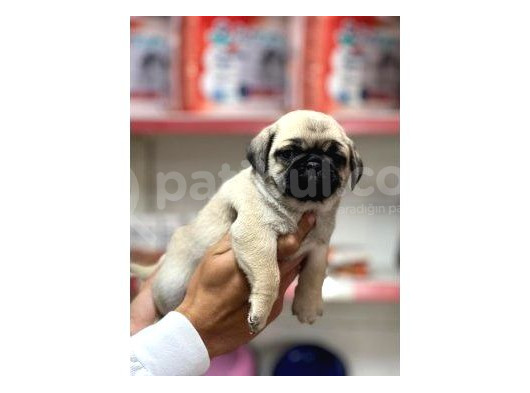 Pug Bebeklerimiz