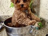 TEACUP 2 KG GARANTİSİ ALTINDA KIRMIZI RED TOOY POODLE 
