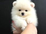 Sevi̇mli̇ Pomeri̇an Boo Yavrular