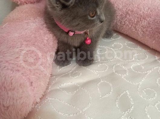 Bu Güzellik Minnoş Teslime Hazır görsel