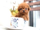 Mini boy puppy kıpkırmızı Red TOOY POODLE 