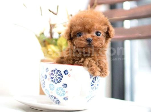 Mini Boy Puppy Kıpkırmızı Red Tooy Poodle 