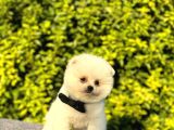 Sevi̇mli̇ Pomeri̇an Boo Yavrular