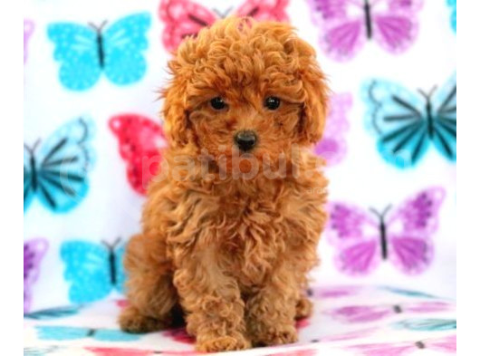 Teacup 2 Kg Garanti̇si̇ Altinda Kirmizi Red Tooy Poodle  görsel