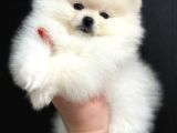 Sevi̇mli̇ Pomeri̇an Boo Yavrular