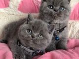 Ayı suratlı blue brıtısh shorthair bebeklerim