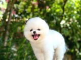 Sevi̇mli̇ Pomeri̇an Boo Yavrular