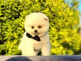Sevi̇mli̇ Pomeri̇an Boo Yavrular