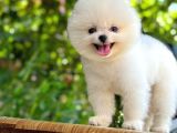 SEVİMLİ POMERİAN BOO YAVRULAR