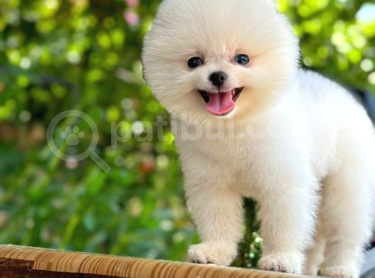 Sevi̇mli̇ Pomeri̇an Boo Yavrular