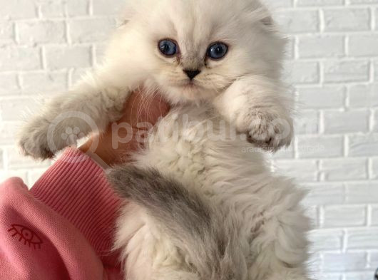 Scotti̇sh Fold Longhai̇r görsel