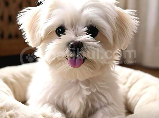 Maltesse Terrier Cinsi Mini Boy Puppy Kar Beyaz 