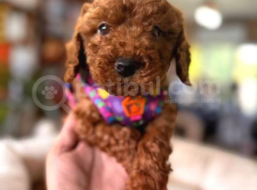 Tüy Dökmez Antialerjik En Zeki Irk Toy Poodle görsel