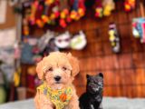 Tüy Dökmez Sevimli Bir Bardak Maltipoo