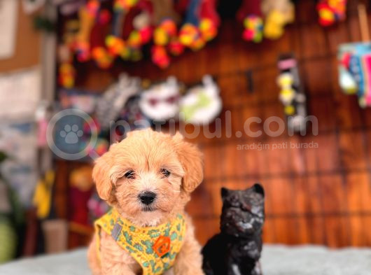 Tüy Dökmez Sevimli Bir Bardak Maltipoo görsel