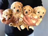 Tüy Dökmez Sevimli Bir Bardak Maltipoo