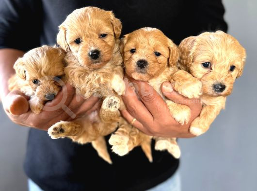Tüy Dökmez Sevimli Bir Bardak Maltipoo görsel