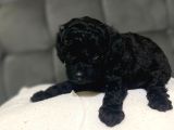 Çok Tatlı Siyah gerçek toy poodle